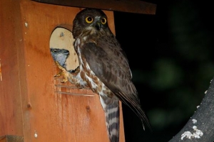 서울 남산 솔부엉이 번식 확인