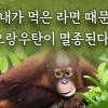 [카드뉴스] 내가 먹은 라면 때문에 오랑우탄이 멸종된다고?