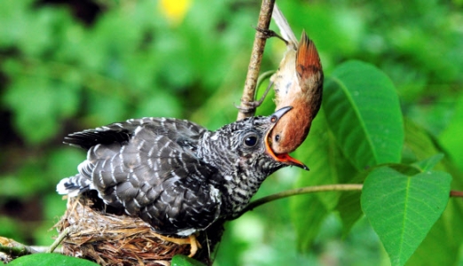 어미새만 모르는 남의 새끼 키우기