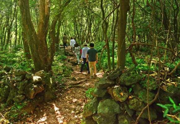 종가시나무 등 제주 특유의 식생이 잘 보존된 제주 곶자왈도립공원 모습. 검은 현무암과 초록빛 숲이 조화롭게 어울렸다.