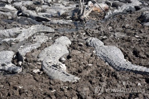 가뭄에 말라버린 파라과이 악어