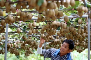 한 그루에 키위 2500개 ‘주렁주렁’