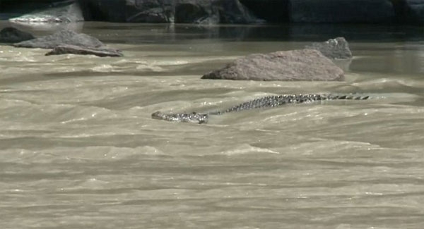 급류타기 즐기는 악어떼…호주 ‘케이힐 크로싱’