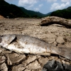 [서울포토] 가뭄에 저수지서 그대로 말라버린 물고기