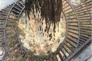 서울 광화문 은행나무 가로수, 천연기념물처럼 외과수술 받아