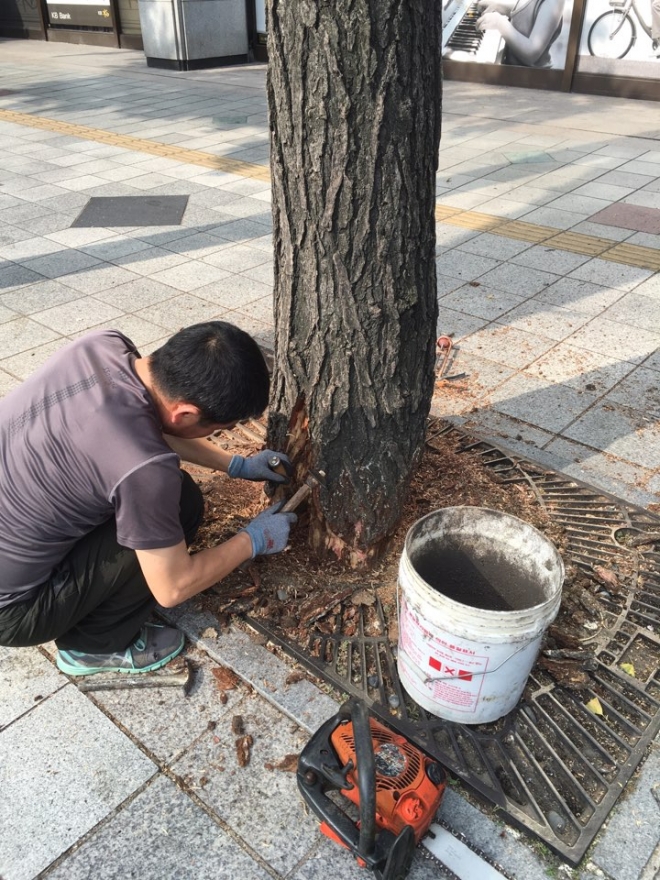 2. 아픈 은행나무 치료하고 있어요~