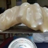 필리핀서 세계 최대 34kg 진주 공개…가격은?