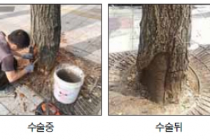[단독] 관심이 살린 서울시 은행나무