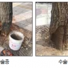 [단독] 관심이 살린 서울시 은행나무
