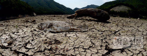 살인더위… 마르고 갈라지고 스러지고… 