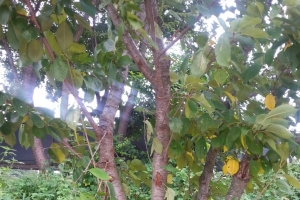 [단독] 롯데 2인자 이인원, 전원주택 지으려 산 땅서 목맸다