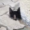 대구 한 고등학교서 머리만 남은 고양이 사체 발견…“학생들이 보고 낄낄”