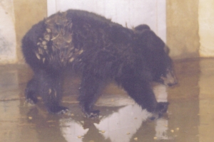 모성애 강하고 조강지처였던 반달가슴곰, 으뜸이 세상 떠나