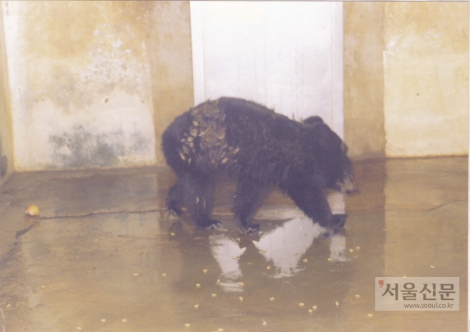 1999년 서울대공원에 반입됐을 당시의 으뜸이. 