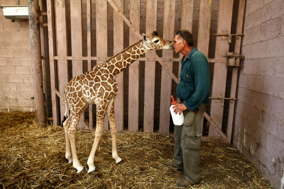 30일(현지시간) 이스라엘 텔아비브 근처 라맛 간 사파리(Ramat Gan Safari)에서 아기 기린이 사육사와 교감을 나누고 있다.  EPA 연합뉴스