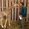 [포토] 인간에게 다가선 아기 기린 ‘달콤한 교감’
