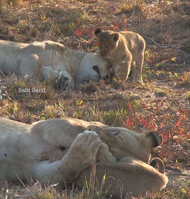 유튜브 영상 캡처
