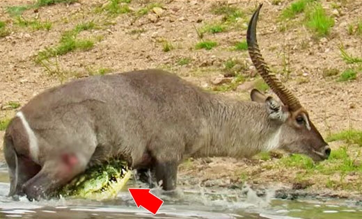 악어에 잡힌 영양의 탈출