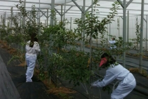 농촌진흥청, 안정성 논란되는 GMO 재배 현장 언론에 공개