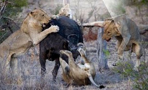 동료 구한 버팔로, 힘만 뺀 사자