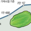 ‘金’배추