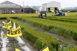 “쌀값 보장해야”… 논 갈아엎는 농심
