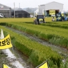 “쌀값 보장해야”… 논 갈아엎는 농심