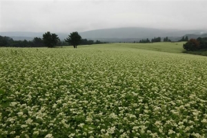 한라산 메밀꽃밭, 제주의 ‘하얀 가을’
