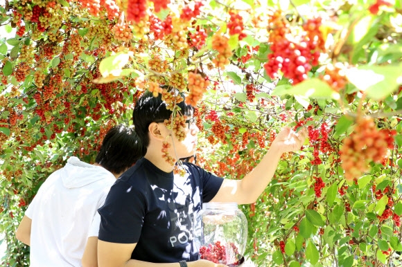 지난 5일 충북 단양군의 한 농가에서 학생들이 오미자를 수확하고 있다. 단양군 제공