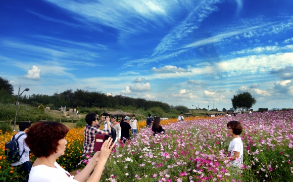 18일 서울 마포구 상암동 하늘공원을 찾은 시민들이 청명한 가을 하늘과 코스모스를 배경으로 사진 촬영을 하고 있다. 이언탁 기자 utl@seoul.co.kr