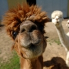 ‘스마일~’ 행복한 알파카의 미소