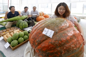 두 팔로도 안기 힘든 초대형 호박