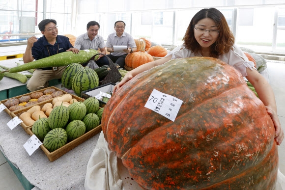 두 팔로도 안기 힘든 초대형 호박