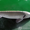 양쯔강 생태계 비상 中 홍수로 외래종 철갑상어 방류
