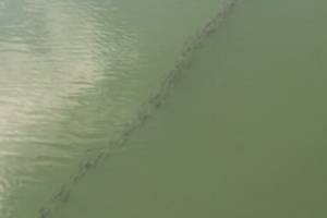 울산 태화강 숭어떼 줄지어 이동,  “지진현상 전조이다?”,  전문가들 “아니다!”