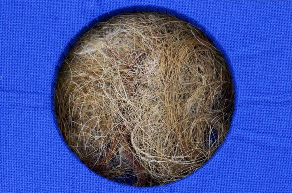 러시아 시베리아 동토층에서 발굴된 털매머드의 털.  문화재청 국립문화재연구소 제공 