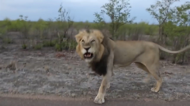 사진=Kruger National Park  유튜브 채널 캡처 