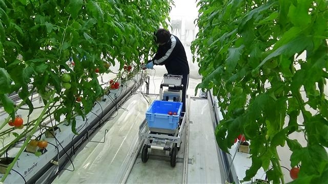 일본은 스마트팜 보급 확대를 위해 산·학·연이 똘똘 뭉쳐 소프트웨어는 물론이고 하드웨어 개발에도 힘을 합치고 있다. 사진은 지난 7월 우리의 농촌진흥청에 해당하는 ‘농업식품산업기술종합연구기구’(농연기구) 소속 연구원이 개발한 로봇을 이용해 토마토를 자동으로 수확하는 모습. 농연기구 제공