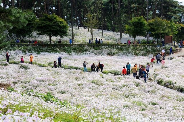 전북 정읍시 산내면 매죽리 일대에 가을 야생화인 구절초를 심어 만든 지방정원인 구절초테마공원. 정읍시 제공