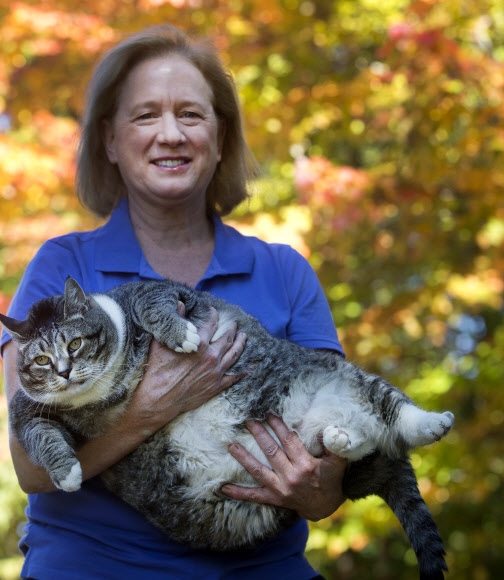 29일(현지시간) 미국 뉴햄프셔주 워터빌 밸리에 위치한 실버 폭스 인(Silver Fox Inn)에서 수잔 부른반드가 뚱뚱한 고양이 ‘로건’을 안고 있다. 약 14kg에 달하는 ‘로건’은 최근 인터넷 상에서 큰 인기를 모으고 있다. AP 연합뉴스