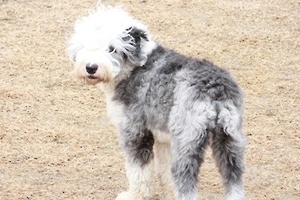 애완견 잡아먹은 주민들 동물보호법 위반 혐의로 검찰에 송치