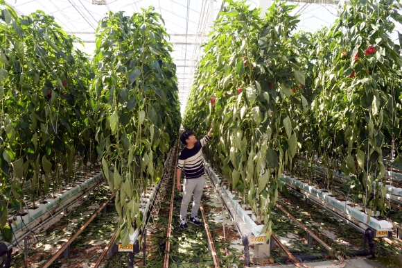 농장주 정흥기 대표가 온실 내부에서 재배되는 파프리카를 살펴보고 있다.  화순 이언탁 기자 utl@seoul.co.kr