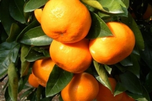 톡톡 튀는 ‘제주 감귤UCC’ 응모하세요