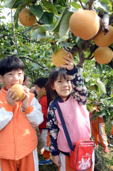 11일 ’황실배 수확 및 이웃나눔’ 행사가 서울 봉화산근린공원 내 자연체험공원에서 열려 행사에 참여한 어린이들이 황실배를 수확하고 있다. 중랑구가 배나무밭 분양 사업의 일환으로 관내 어린이집과 함께 진행된 이번 행사는 아이들이 수확한 황실배 중 일부를 지역 내 홀몸어르신, 저소득 취약 가정에 전달할 예정이다. 2016.10.11. 이언탁기자 utl@seoul.co.kr