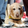 오늘 세계 안내견의 날…고마운 ‘네 발의 천사’ [김유민의 노견일기]