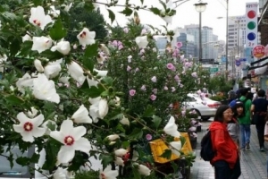 서울 종로,  세종마을 무궁화 가로수길 전국 명소가 되다