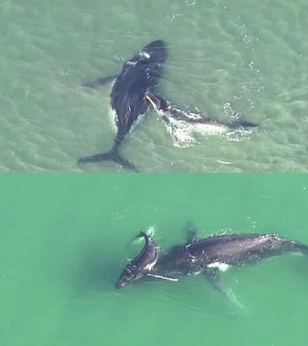 새끼 혹등고래가 어미를 구하고 있다. [유튜브 영상 캡처]