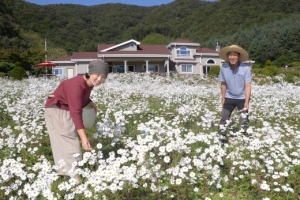 [新전원일기] 부부 인생에 구구절절 핀 구절초… 삶이 꽃같네