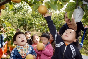 중랑구 황실배 수확 체험