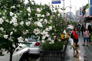 전국 명소 인증 받은 종로 무궁화 가로수길